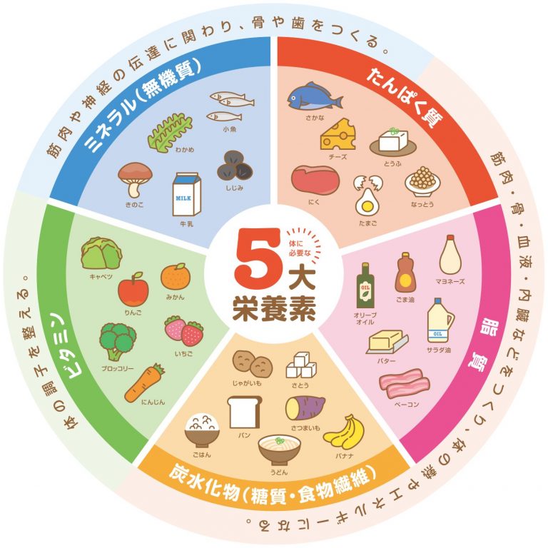 ひじきは離乳食に危険?ひじきの下処理と栄養面を解説

ひじきについて調べてみると、ひじきに含まれるヒ素と鉄分についての情報が多く出てきました。

ヒ素ときくと、離乳食に使って大丈夫なのか?危険性はないのかと心配になってしまいますが、結論から言うと、毎日食べ過ぎなければ問題ないということがわかりました。

ここでは、ひじきに含まれるヒ素についてと、鉄分などの栄養素などを見てみたいと思います。

ひじきに含まれるヒ素の危険性は?

2004年イギリス食品企画長(FSA)がひじきには、発癌リスクが指摘されているヒ素が多く浮遊しているため、英国民にひじきを食べないようにと発表しました。

日本でもその発表依頼、ひじきの安全性が不安視されました。ひじきには他の海産物に比べ、多くヒ素が含まれているのです。

しかし、毎日食べ過ぎなければ危険はないということがわかりました。

農林水産省のホームページによると、毎日4.7グラム以上を継続的に設置しない限り、摂取超えることありません。

今日まで、ひじきを食べたことによるヒ素中毒などの症状を発生した人はいませんでした。

ひじきや海産物に含まれるヒ素の量

平成18年の愛媛大学教育学部による資料を見ると、ほかの乾燥海産物と比べるとひじきにはヒ素が多くふくまれていることがわかります。

海藻乾燥の海藻類1㎏あたりの総ヒ素濃度ひじき109mgわかめ36.8mgこんぶ40.8mg

含まれるヒ素については、有機ヒ素と無機ヒ素があり、体に害があるとされているのは無機ヒ素です。

赤ちゃんが食べる離乳食であるからこそ、栄養豊富でも体に害なものは取り入れられません。

ひじきのヒ素は正しい処理で1割まで減すことができる

ひじきに含まれるヒ素は、調理方法によってもかなり減らせることがわかっています。

①水戻し②茹で戻し③茹でこぼしの3つの方法がありますが、いずれも戻すときに使った水は、料理などに使わないようにしましょう。

①水戻しでは、5割程度ヒ素を減らすことができます。

引用　株式会社フリーサイエンス

②茹で戻しでは、8割程度ヒ素を減らすことができます。

引用　株式会社フリーサイエンス

③茹でこぼしでは、9割程度ヒ素を減らすことができます。

引用　株式会社フリーサイエンス

ひじきに含まれる鉄分、カルシウム、食物繊維は水戻し、湯戻しでこぼしをしても7割以上残るので安心です。

長時間水につけたり熱いお湯で茹でても、栄養価を7割も残しているのはうれしいですね!

ひじきに含まれる鉄分

鉄やカルシウム·亜鉛は成長や免疫機能に大きく影響するので、意識して取るといいものです。特にひじきには鉄分が多く含まれており、鉄分不足解消によくすすめられる食品です。

しかし、2015年の文部科学省の発表によると、以前より鉄分量は減少していることがわかりました。

文部科学省は１２月２５日付で「日本食品標準成分表２０１５年版 （七訂）」掲載「ひじき」の可食部１００ｇ当り鉄含有量に関し、「鉄釜だと５８・２ｍｇの鉄を含むが、ステンレス釜だと６・２ｍｇ」と発表しました。

引用　日本ひじき協会

理由としては、ひじき製造に用いられる釜の素材が鉄からステンレスに変わったことが原因とされていました。

しかし、韓国産や中国産のひじきでは、同じようにステンレス製の釜で製造されていても鉄分量は減っておらず、最近は産地によて違うのではといわれています。

以前と比べひじきの鉄分量はかなり少なく紹介されていますが、ほかの食品と比べても鉄分量は2倍ほど多く、ひじきは鉄分補給に十分優秀な食品といえるでしょう。

毎日バランスの良い食事を

離乳食初期の頃は食材を試す段階であり、母乳やミルクをメインに栄養とっていますが、少しずつ離乳食の回数が増えてくると、栄養バランスのとれた食事作りをしていきましょう。

栄養バランスが良い食事とは、主食には炭水化物、主菜にはタンパク質、副菜にはビタミンやミネラルを中心にいろいろな栄養素をまんべんなく取り入れられた食事です。

大人であればこれに脂質を加え、5大要素を取る必要がありますが、赤ちゃんには脂質は内臓に負担がかかるので、少し含まれる程度で大丈夫です。

栄養素それぞれの役目としては、体を作るタンパク質、体を動かす炭水化物と脂質、体の調子を整えるミネラルとビタミンになってきます。

副菜のビタミンやミネラルの取り入れ方は、お互いに作用するようバランスを考えて入れると、より効果的に栄養を取り入れることができます。

引用　万田発酵

引用　たまひよ

ビタミンのうち、ビタミンA·C·E·Kを多く含む食品は野菜や果物です。ビタミンB·Dを含む主な食品は肉や魚海藻類です。

ミネラルはミネラル無機質ともいい、カリウム·カルシウム·鉄·ナトリウムなどが有名ですね。お互いに作用し合うため、バランスよく取ることが重要です。

野菜や果物、ひじきなどの海藻、牛乳などの乳製品に多く含まれていますよ。