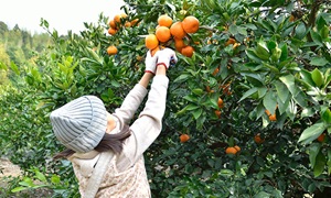 黒井山グリーンパーク