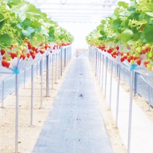 瀬戸内フルーツガーデン